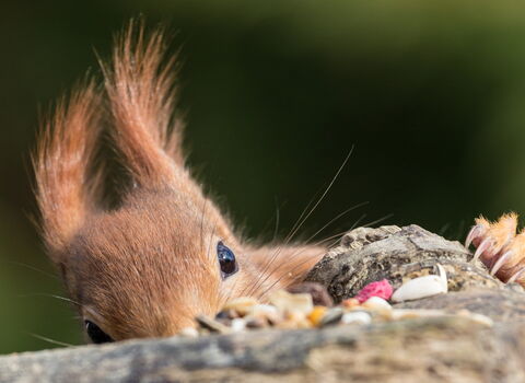 Red squirrel appearing to hide, with prominent ear tuft visible