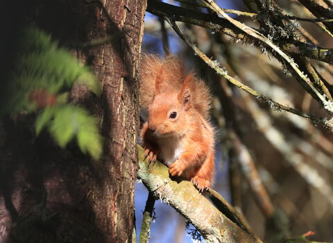 Close up of red squirrel tucking in tight to tree trunk