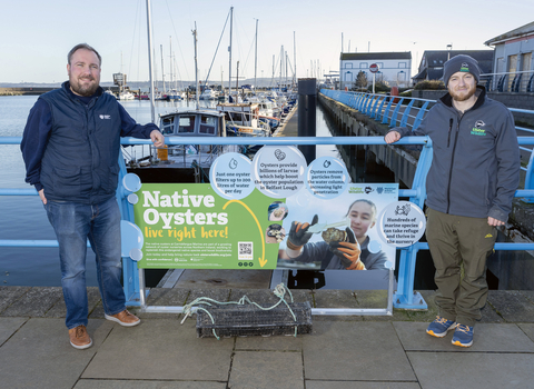 New native oyster nursery at Carrickfergus Marina 