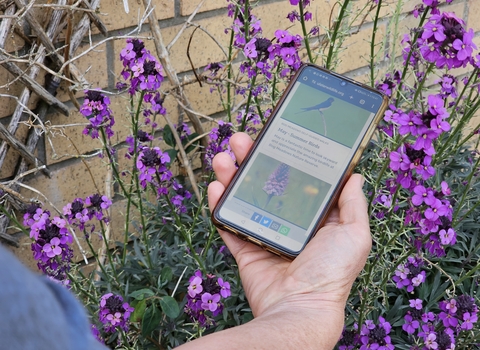 Bog Meadows online walks