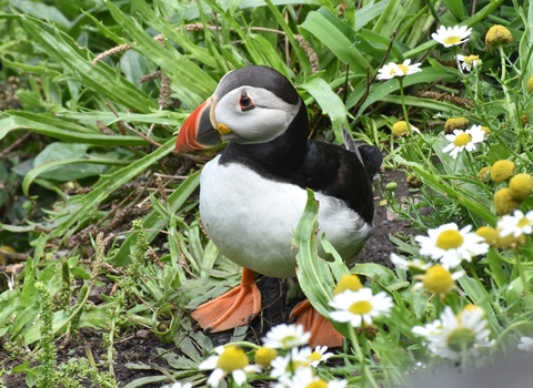 Puffin and Flowers
