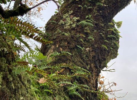 Sessile oak at Lenamore Wood