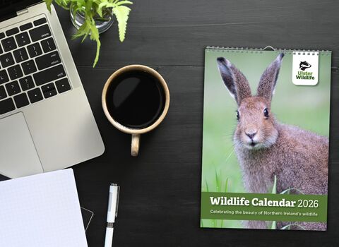 Ulster Wildlife calendar 2026 on a wooden table with mug of coffee, laptop and notepad