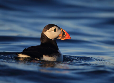 Puffin at Isle of Muck (c) Ronald Surgenor