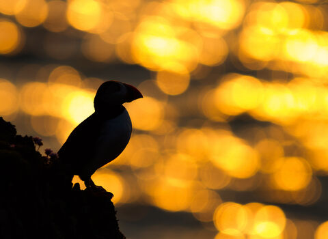 Heavily silhouetted puffin in profile 