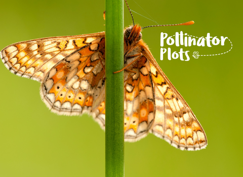 Appeal 25 Website Header V3