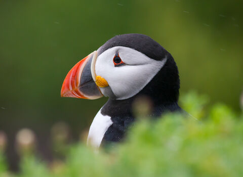 Puffin in profile in breeding plumage 