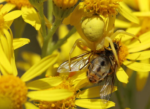 A flower crab spider, yellow to blend in with the flower on which it sits, biting a hoverfly