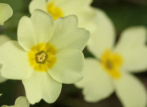 Close up of a creamy-yellow primrose flower head