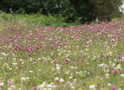 Image of a meadow dominated by red and white clover