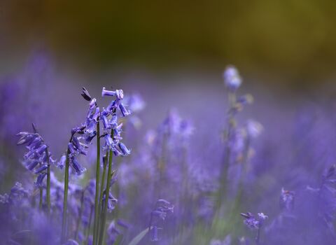 A carpet of bluebells (Hyacinthoides non-scripta) in an ancient woodland