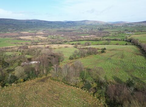 Lenamore Wood recently planted out 