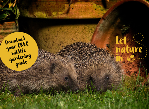 Hedgehog LNI 2