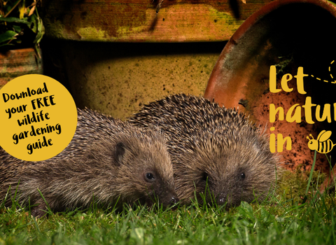 Hedgehog LNI banner