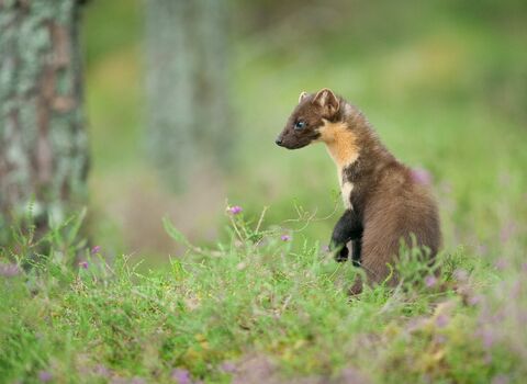 Female pine marten on woodland floor during day looking into the distance left
