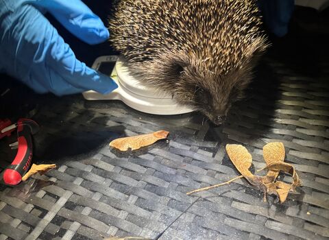 Hedgehog with tag 