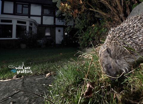 A hedgehog emerging from a shelter in a garden featuring Wild Wee Grafter appeal sub-brand overlayed