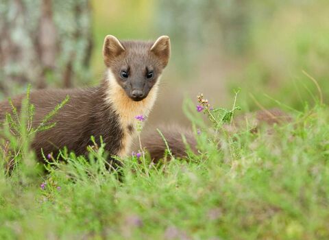 A pine marten stood in a grassy area, with trees visible behind it. It is staring straight at the camera