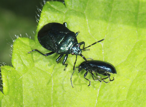A blue shieldbug, metallic blue-green, standing on a leaf with its rostrum stabbed into a smaller, metallic blue beetle
