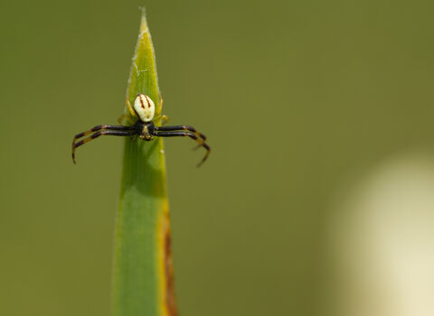 A male flower crab spider clinging to a blade of grass, its two front pairs of legs held out to the side waiting to grab a passing insect. It's a small spider with brown legs and a pale abdomen, with two dark streaks