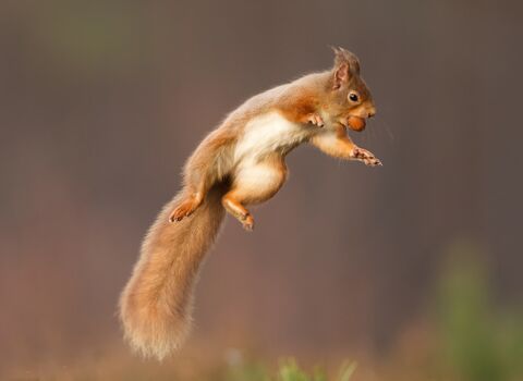 Red squirrel (Sciurus vulgaris) jumping, Cairngorms National Park, Scotland.