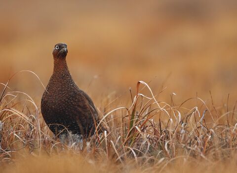 A red grouse hen in Heather