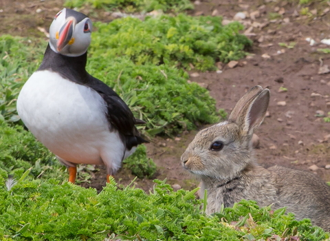 Puffin and rabbit side by side, both looking in the direction of the camera