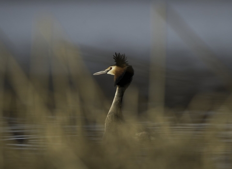 Great crested grebe in breeding plumage, shot from behind out-of-focus vegetation