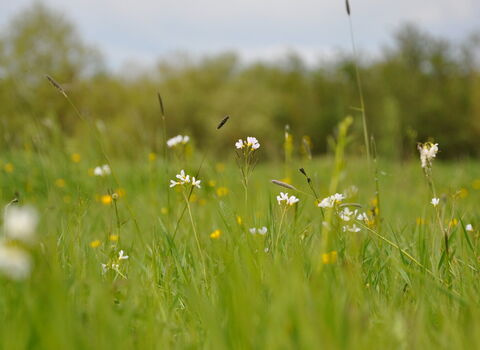 Flowers in grassland
