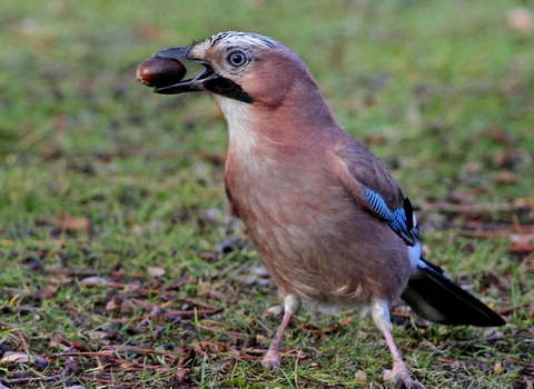 Jay, in profile, on the ground with an acorn between its beak