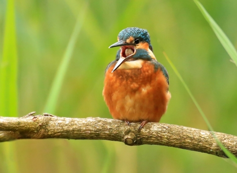 Contact Us | Ulster Wildlife Contact Us | Ulster Wildlife