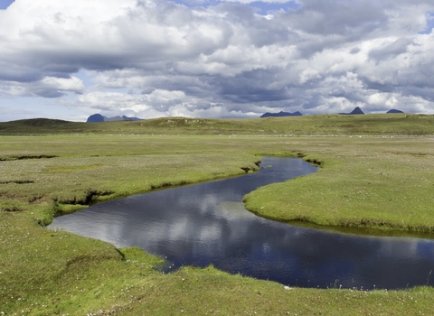 Saltmarsh