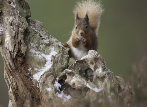 Red squirrel