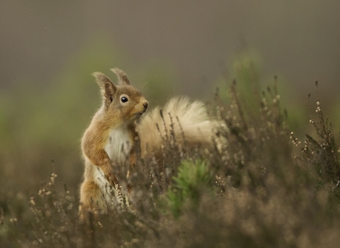 Single Squirrel