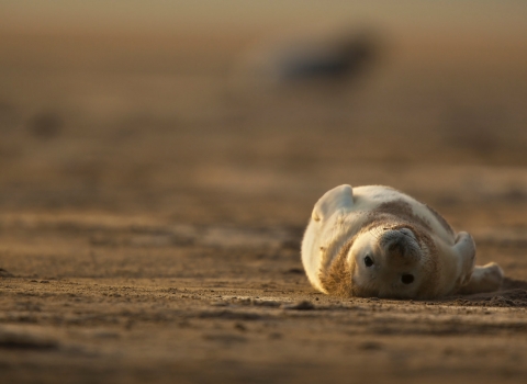 Grey seal