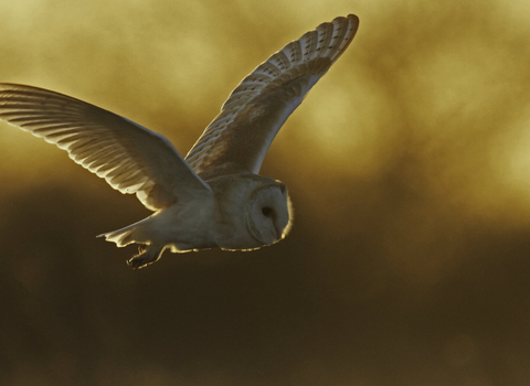 Barn owl